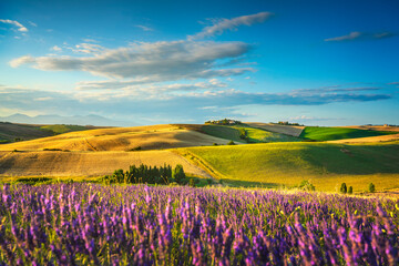 Fototapeta na wymiar Lavender in Tuscany, hills and green fields. Santa Luce, Pisa, Italy