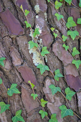 ivy climbing on the bark of a pine