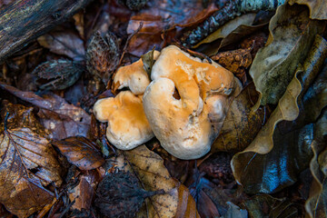 Various mushrooms fungus in the colorful autumn forest