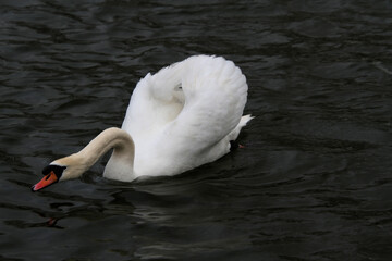 Fototapeta premium A Mute Swan on the water