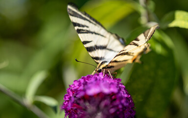Canadian tiger swallowtail butterfly gathering nectar on a purple flower. 