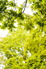 Lush green oak leaves on the branches.