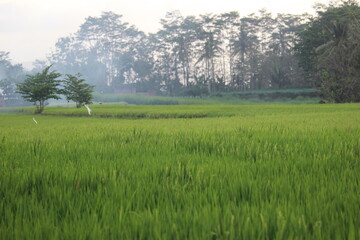 Fototapeta na wymiar rice fields on the edge of the countryside