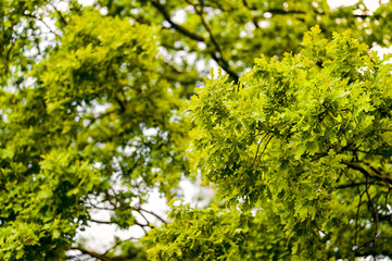 Lush green oak leaves on the branches.