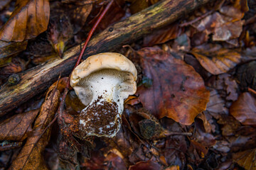 Various mushrooms fungus in the colorful autumn forest