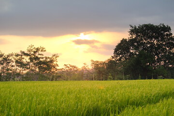 rice fields on the edge of the countryside