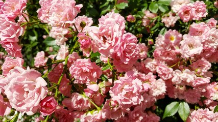 Many pink roses in the garden. Beautiful pink roses as a background