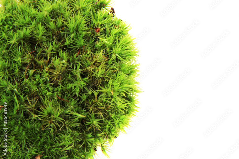 Sticker green moss texture isolated