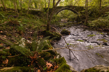 Puente y rio en un bosque húmedo