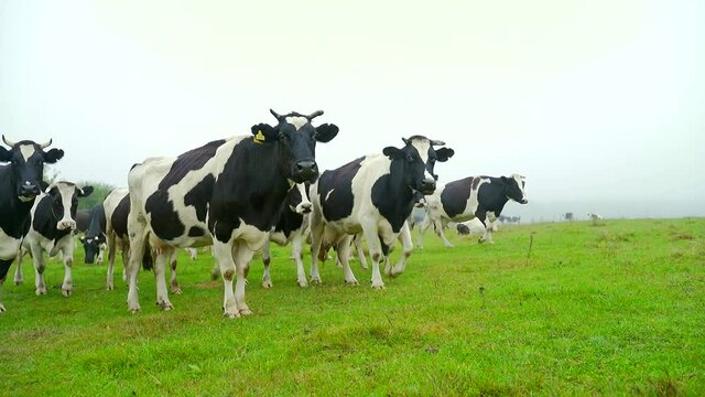 A herd of cows on a meadow in a field looking at the camera. Black and white cows walk on the grass. Concept: agriculture, farming, natural organic milk production in natural conditions.