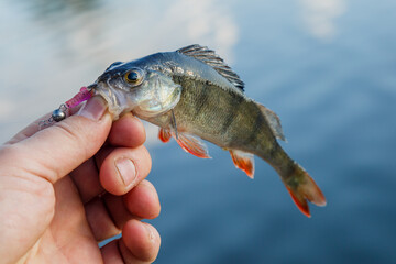 Freshly caught European bass . Catch fisherman. Fisherman caught bass.bass in hand.Fishing...
