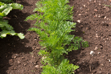 Crop of Home Grown Organic Carrot Plants (Daucus carrot subsp. sativus) Growing on an Allotment in a Vegetable Garden in Rural Devon, England, UK