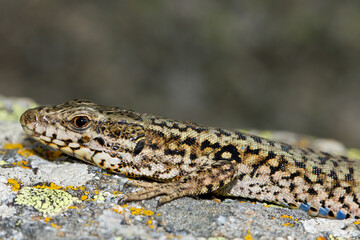 Podarcis muralis, common wall lizard, reptile on the rock, Girona, Spain