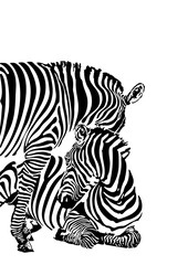 Fototapeta na wymiar Vector illustration zebras