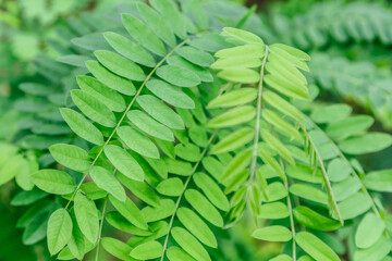 Fototapeta premium closeup nature view of green leaf and palms background.Creative nature background. Flat lay, dark nature concept, tropical leaf