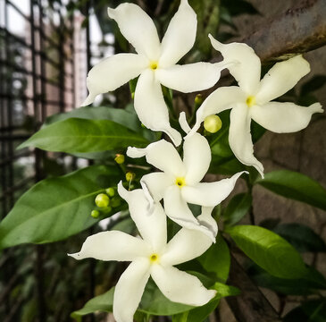 close up image of white srilankan jasmine tagar flower with bud