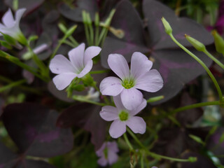 Pink flowers with deep purple leaves