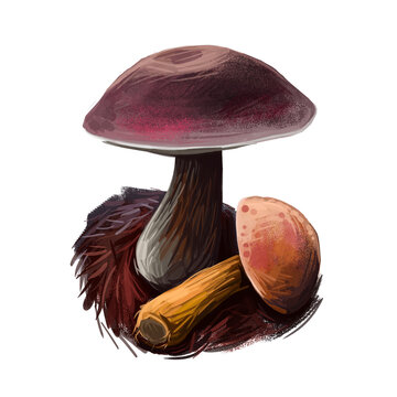 Aureoboletus mirabilis mushroom digital art illustration. Velvet top vegetable with thick steam and colored cap, clipart closeup of vegetable, growing fungus bolete group with grass on ground