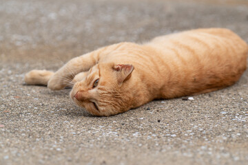寝転がる猫　茶トラ猫