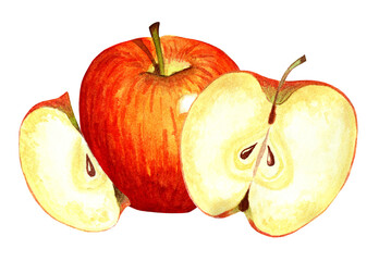 Red apple and apple wedges. Watercolor illustration isolated on white background. Drawn by hand.
