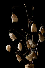 glass vase with dried flowers on wooden table on black background