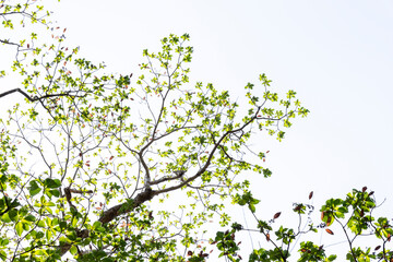 Forest trees. on sky background.