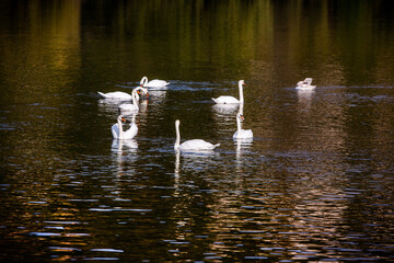 Very beautiful  white swans floating in lake , peaceful moment. Wild nature with birds.