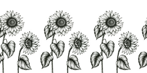vintage sunflowers seamless border, black and white wildflowers decorative illustration, sunflower ink art, black floral sketch border design