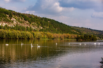 Very beautiful  white swans floating in lake , peaceful moment. Wild nature with birds.