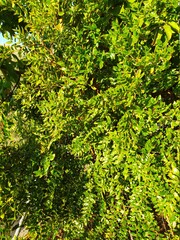 green leaves background