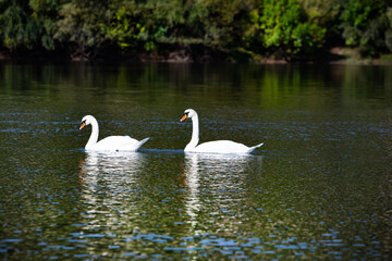 Very beautiful  white swans floating in lake , peaceful moment. Wild nature with birds.
