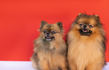 Portrait of two young red spitz dogs posing against red background.