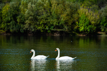 Very beautiful  white swans floating in lake , peaceful moment. Wild nature with birds.