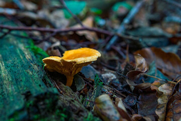 Various mushrooms fungus in the colorful autumn forest