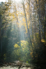 Sunbeams shines through trees to the small silent pond. Selective focus. Autumn landscape.
