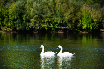 Naklejka na ściany i meble Very beautiful white swans floating in lake , peaceful moment. Wild nature with birds.