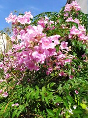 pink and white flowers