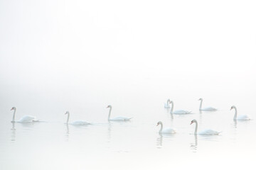 Very beautiful  white swans floating in lake , peaceful moment. Wild nature with birds.
