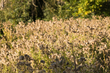 Abstract View of Autumn Meadow with Dry Grass and Plants on a Sunny Day. Ripe Seeds Wildflower of Dandelion Grow at the Edge of Forest. Beauty of Wild Nature & Wanderlust. 
