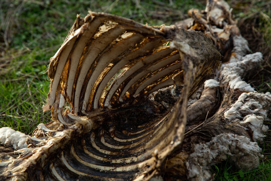 Detalle de esqueleto de interior de cuerpo de animal muerto