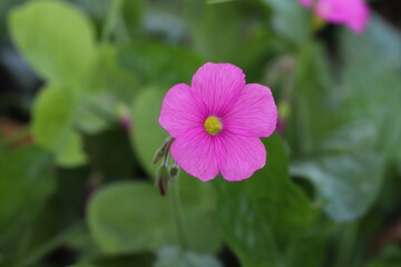 秋の野原に咲くイモカタバミのピンクの花