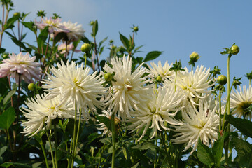 A close-up of white dahlia flowers of the 'Playa Blanca' variety in the garden against the sky