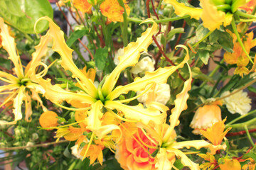 Fototapeta na wymiar グロリオサの花