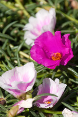 Sydney Australia, pink and purple portulaca flowers in the sunshine