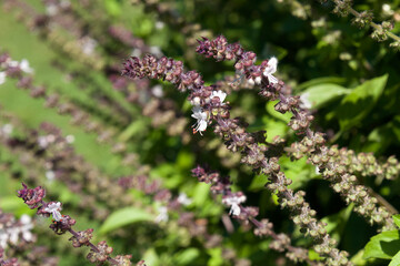 Sydney Australia, flower stems of a sweet basil plant