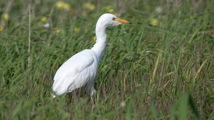 Cattle egret Bubulcus ibis in Spain