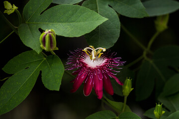 pink and white flower