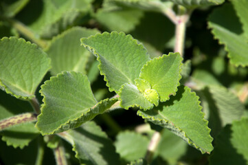 Sydney Australia, leaves of a Piectranthus amboinicus or spanish thyme plant in the sunshine