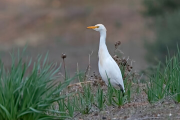 Cattle egret Bubulcus ibis in Spain