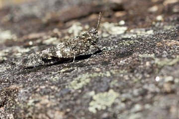 Selective focus, insect, grasshopper camouflaged on the rock, Vigo, Spain